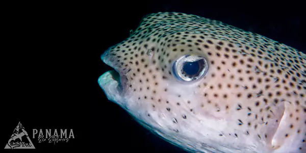 bocas del toro dive encounters panama tour packages