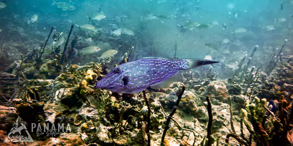 bocas del toro dive experience in panama tours