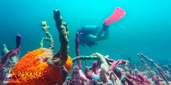 bocas del toro diving reef experience panama tours