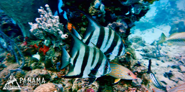 bocas del toro reef expedition panama tours and activities