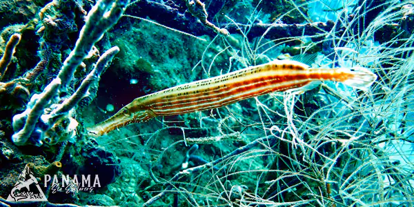 bocas del toro reef fish encounters panama tours