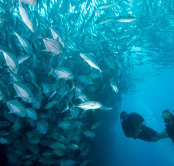 coiba-amazing-dive-tours-for-groups