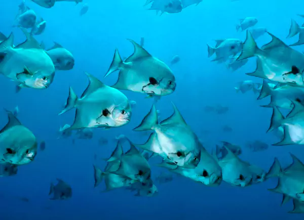 coiba-diving-fish-interacting-panama-eco-explorers