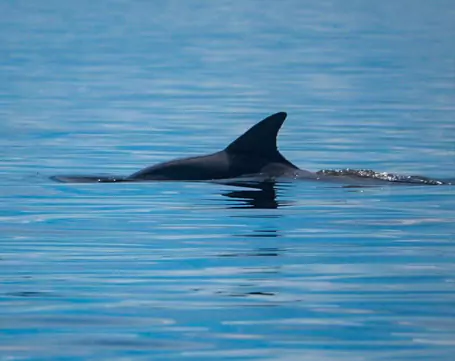 dolphins-in-panama