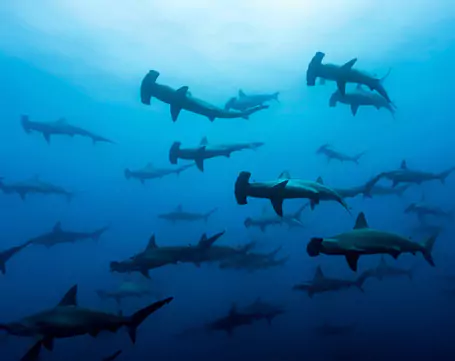 hammerhead-shark-in-groups-panama-tours