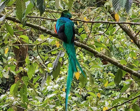 panama-bird-watching-quetzal-eco-tours-at-boquete