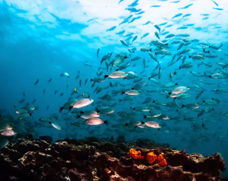 panama-dive-tours-for-private-groups