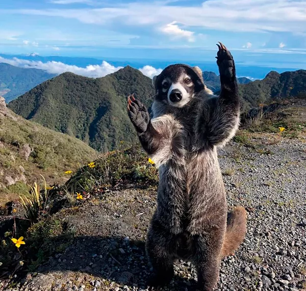 panama-eco-tours-wild-life-coati-expedition-for-groups