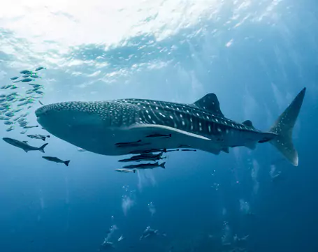 panama-whale-shark-swimm