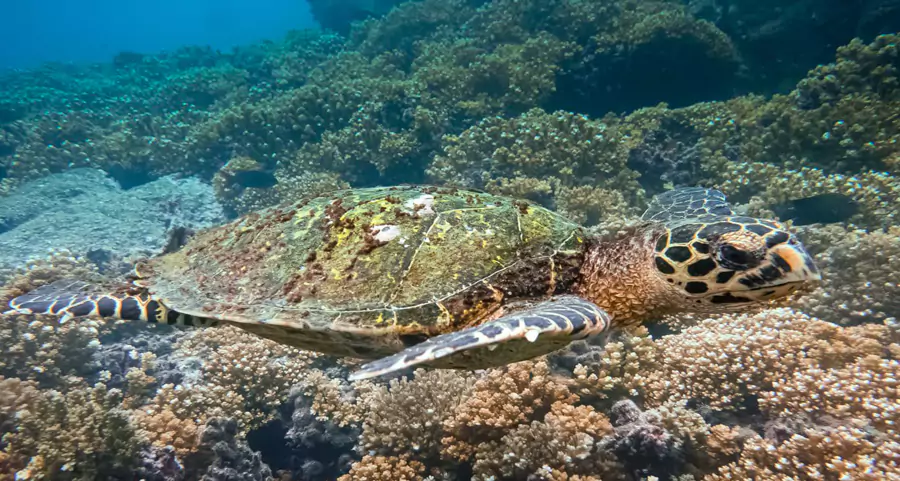 sea-turtles-in-coiba-national-park-panama-tours-for-groups-diving-expeditions